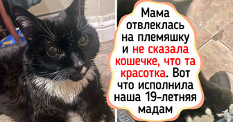 20 фото пушистых долгожителей, чьи седые мордочки согревают словно весенее солнце