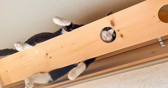 20+ котиков, у которых ум за разум зашел