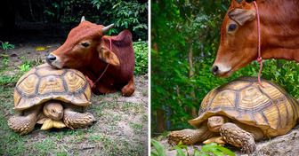 Как теленок Саймон и черепаха Леонардо стали лучшими друзьями