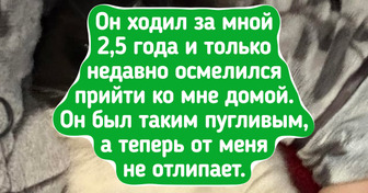 16 питомцев, которые выбрали себе хозяев и не прогадали