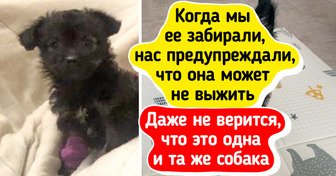 15 пушистиков, которые обрели дом и буквально засияли от счастья