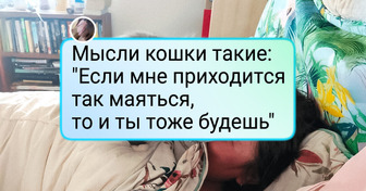 16 питомцев, хозяева которых то и дело хватаются за камеру, а не за голову