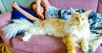 20+ фото, которые наглядно объяснят, почему весь интернет без ума от мейн-кунов