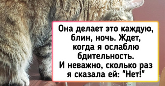 16 усатых хулиганов, чьи причуды смогут понять только опытные кошатники