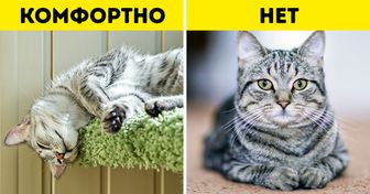 9 кошачьих поз для отдыха, которые скажут вам больше, чем самое выразительное мяуканье