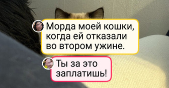 25 домашних любимцев, которые могут и поддержать, и рассмешить своих двуногих