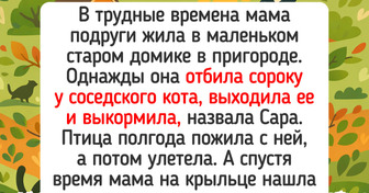 15 случаев, когда доброта и находчивость питомцев выручили хозяев