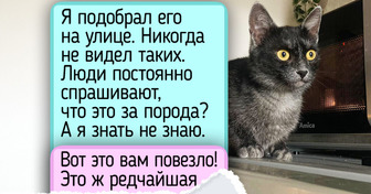 5 новых пород кошек, которые и опытных кошатников заинтригуют