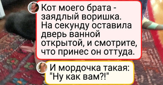 15+ пушистых хулиганов, которые спалились по полной и даже усом не повели