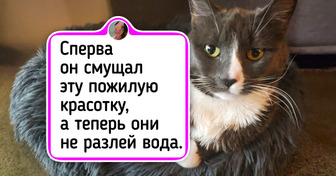 16 необычных пар животных, чья искренняя дружба ломает привычные стереотипы