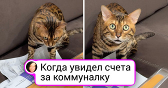 15+ сюжетов о хвостиках, чьи озорные мордашки дарят отличное настроение каждый день