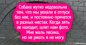 20+ домашних животных, которые так освоили искусство маскировки, что Гарри Поттер с его мантией-невидимкой позавидует