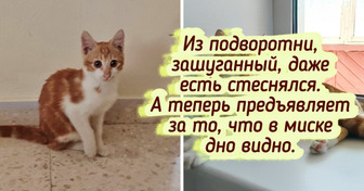 20+ крупных котиков, которыми по праву гордятся их владельцы