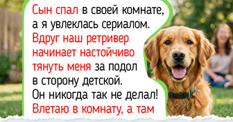 Друг с первого взгляда: 11 пород собак, которые обожают людей больше, чем свои косточки
