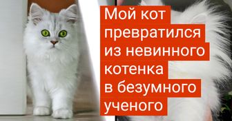 20+ трансформаций домашних животных, в которых без капельки магии явно не обошлось