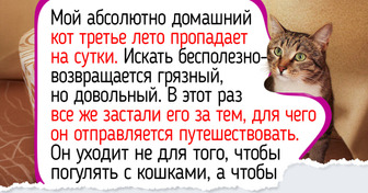 19 историй и фото котиков, от которых губы сами расплываются в улыбке