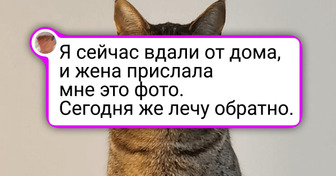 18 усатых-полосатых, на мордочке которых все красноречиво написано