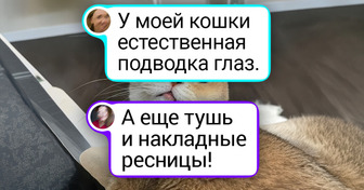 18 харизматичных котиков, чьи уютные фото согреют ваше сердце даже в хмурый день