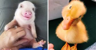 20+ фотографий детенышей животных, которые порадуют вас в пасмурный день