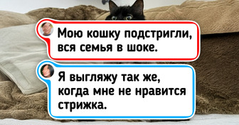 16 питомцев, которые, кажется, в прошлой жизни были людьми