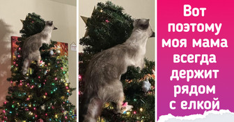 20 котиков, которые считают, что елку не оседлал — Новый год не отпраздновал
