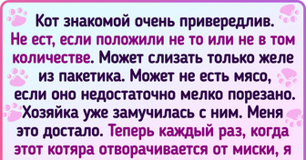 18 хозяев, которые время от времени восклицают: «Да вот же твоя еда, пушистый каприза!»