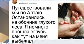 16 животных, которые обрели любящего хозяина и похорошели на глазах