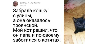 17 хозяев, которым одного котика или собачки было явно недостаточно