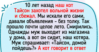 19 пушистых доказательств того, что без кота и жизнь не та