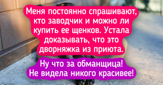 20 собак, чьи родословные — загадка, а красота — очевидна