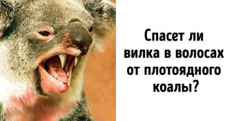 15 фактов об Австралии, которые будут интересны даже тем, кто думал, что знает об этой стране все