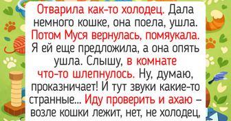 15+ пушистиков, у которых есть все — мягкие лапки, острый ум и доброе сердце