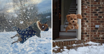 24 пушистые мордашки, которые впервые увидели снег и не смогли скрыть эмоций