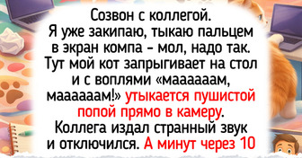 20+ котиков, у которых свое мнение насчет личного пространства хозяина