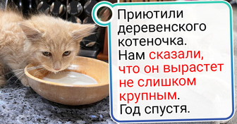 20+ мохнатых любимцев, которые так преобразились, будто над ними фея поколдовала