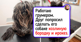 16 очаровательных питомцев, чье преображение у грумера вызвало добрую улыбку