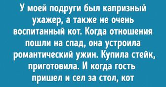 20+ абсурдных ситуаций, в которые могли попасть только те, у кого есть кот