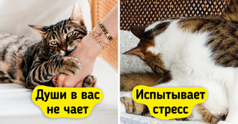 7 признаков того, что ваша кошка счастлива с вами