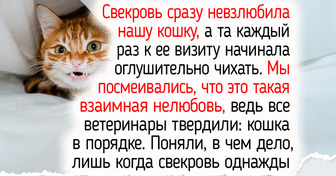 9 неожиданных фактов о кошках, о которых не все опытные хозяева в курсе