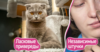 8 своенравных пород кошек, которые точно знают, кто в доме хозяин