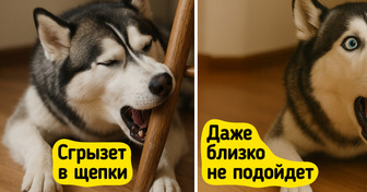 3 идеи, как спасти мебель от зубов и коготков пушистых шкодин