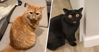 25 котов, которые читаются как открытая книга: ни грамма фальши