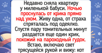 15 кадров, на которых питомцы устроились с таким уютом, что хочется к ним присоединиться