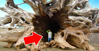 На берегу было найдено дерево размером с пассажирский «Боинг»! Как оно туда попало?