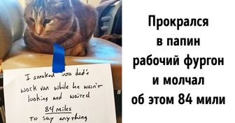 20+ котов-преступников, которых мы уже простили