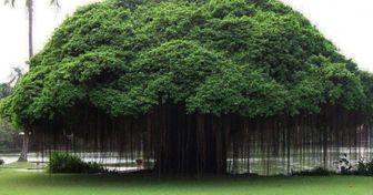10 деревьев, которые словно с другой планеты