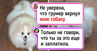 15+ зачетных снимков домашних животных до и после «салона красоты»