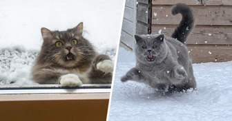 От дикого восторга до «заберите меня домой»: 24 эмоциональных реакций наших питомцев на первый снег