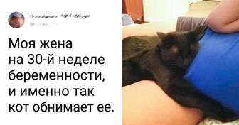 20+ котов, которые не представляют жизни без своего человека