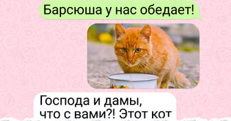 Как один кот водил за нос целый подъезд, а когда все выяснилось, соседи растаяли от умиления